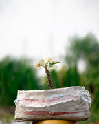 Local Crown-of-thorns - Christ Plant - Christ Thorn - Euphorbia Plant