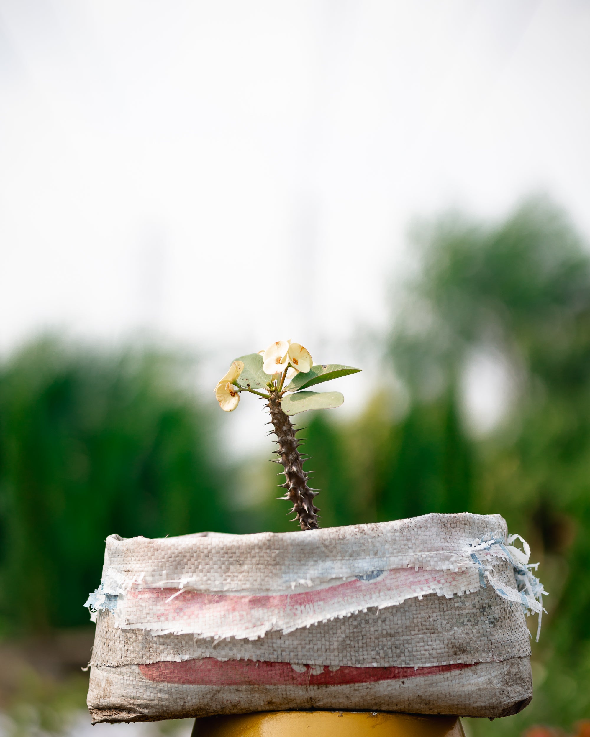 Local Crown-of-thorns - Christ Plant - Christ Thorn - Euphorbia Plant