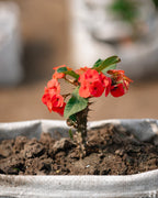Crown-of-Thorns (Foreign)-Christ Plant/Thorn-Euphorbia milli