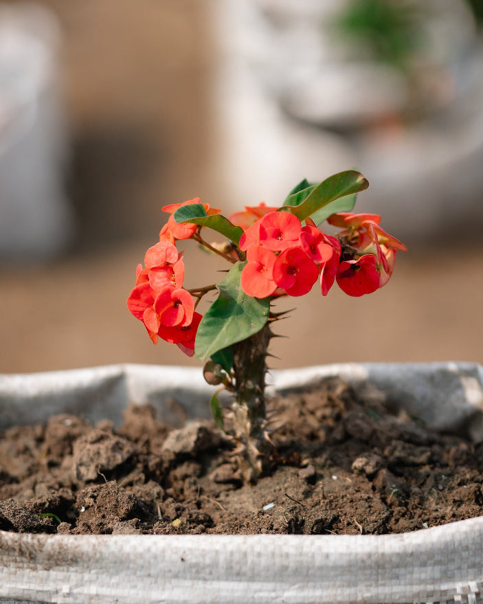 Crown-of-Thorns (Foreign)-Christ Plant/Thorn-Euphorbia milli