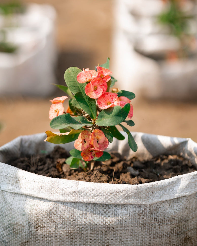 Crown-of-Thorns (Foreign)-Christ Plant/Thorn-Euphorbia milli