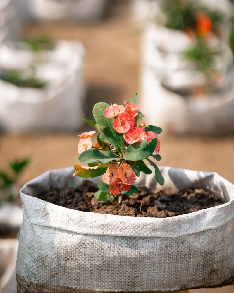 Crown-of-Thorns (Foreign)-Christ Plant/Thorn-Euphorbia milli