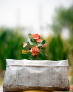 Crown-of-Thorns (Foreign)-Christ Plant/Thorn-Euphorbia milli