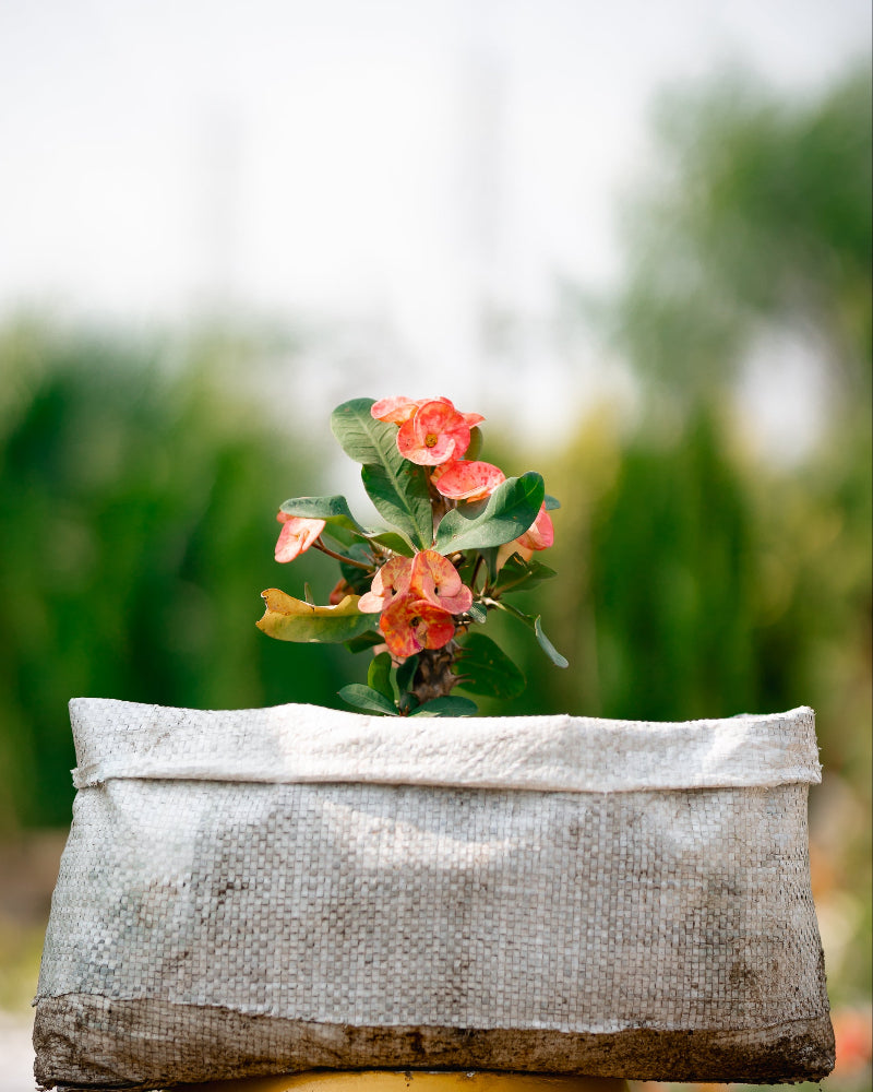 Crown-of-Thorns (Foreign)-Christ Plant/Thorn-Euphorbia milli