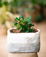 Local Crown-of-thorns - Christ Plant - Christ Thorn - Euphorbia Plant
