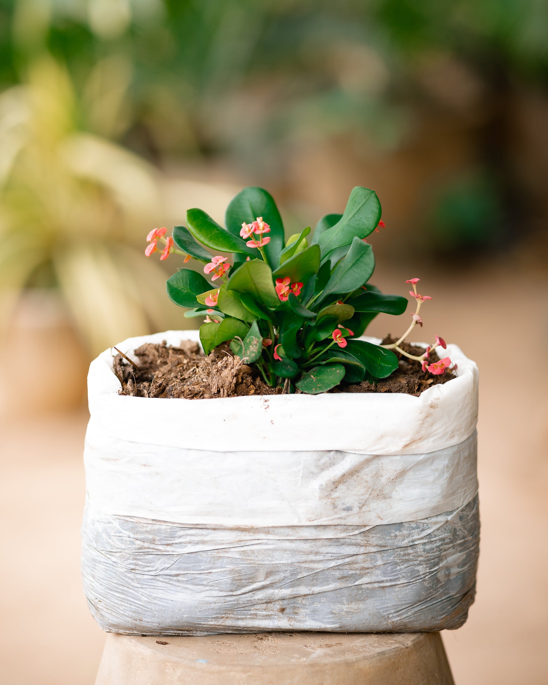 Local Crown-of-thorns - Christ Plant - Christ Thorn - Euphorbia Plant