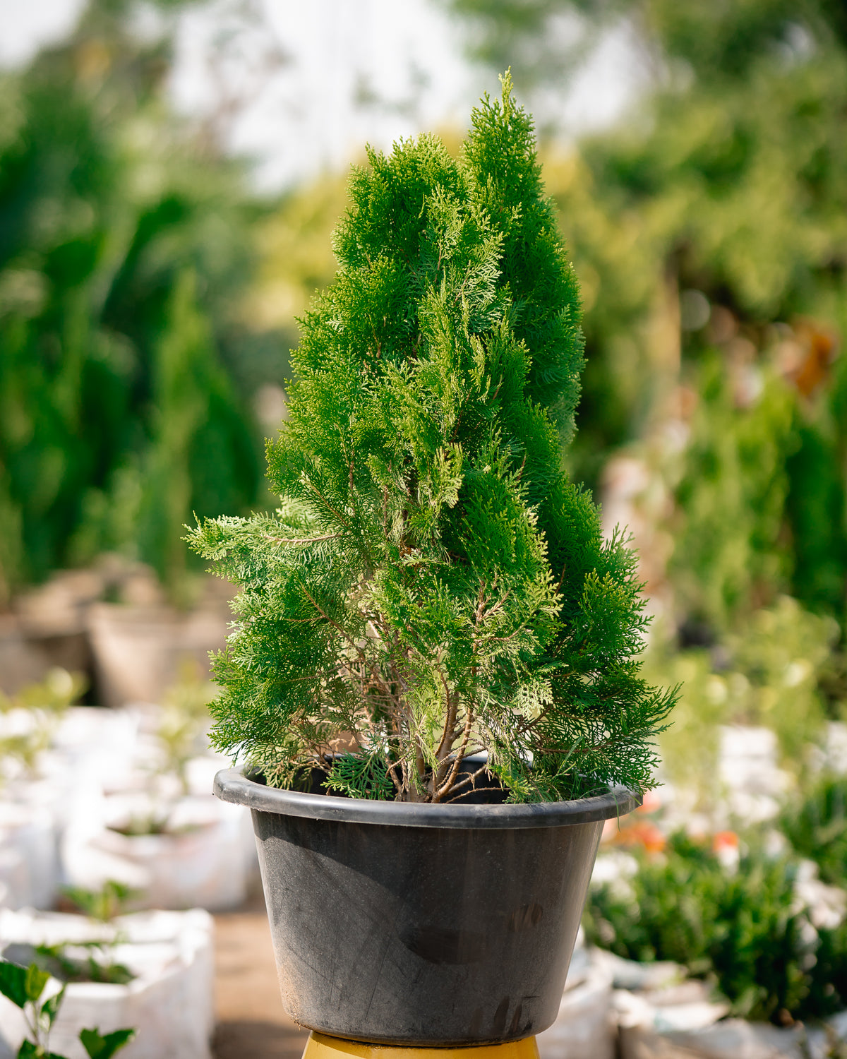 Pencil Thuja Plant - Thuja Occidentalis 'Smargd'