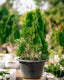 Pencil Thuja Plant - Thuja Occidentalis 'Smargd'