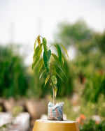 Indian Mast Tree - False Ashok Plant- Budha Tree