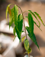 Indian Mast Tree - False Ashok Plant- Budha Tree