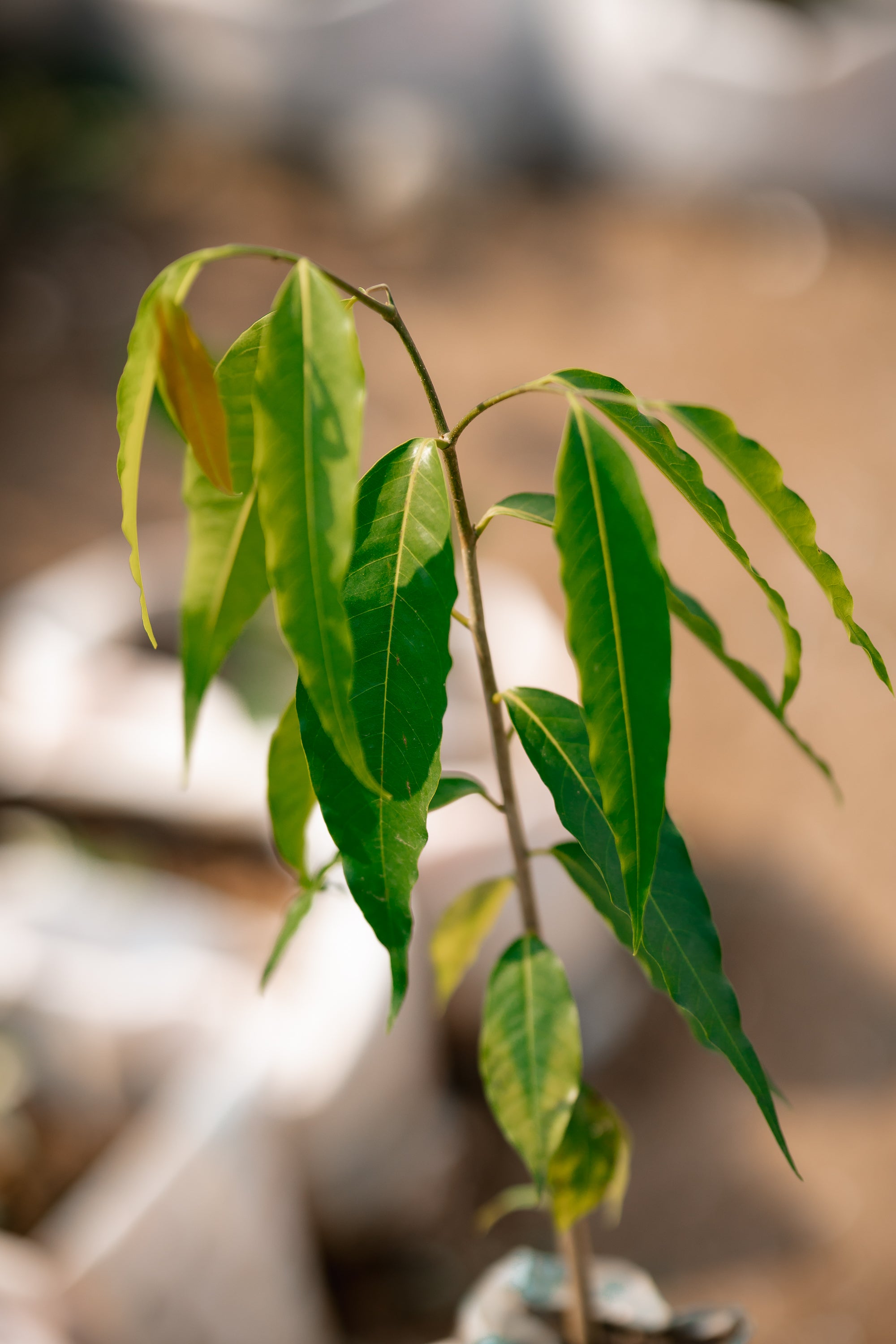 Indian Mast Tree - False Ashok Plant- Budha Tree