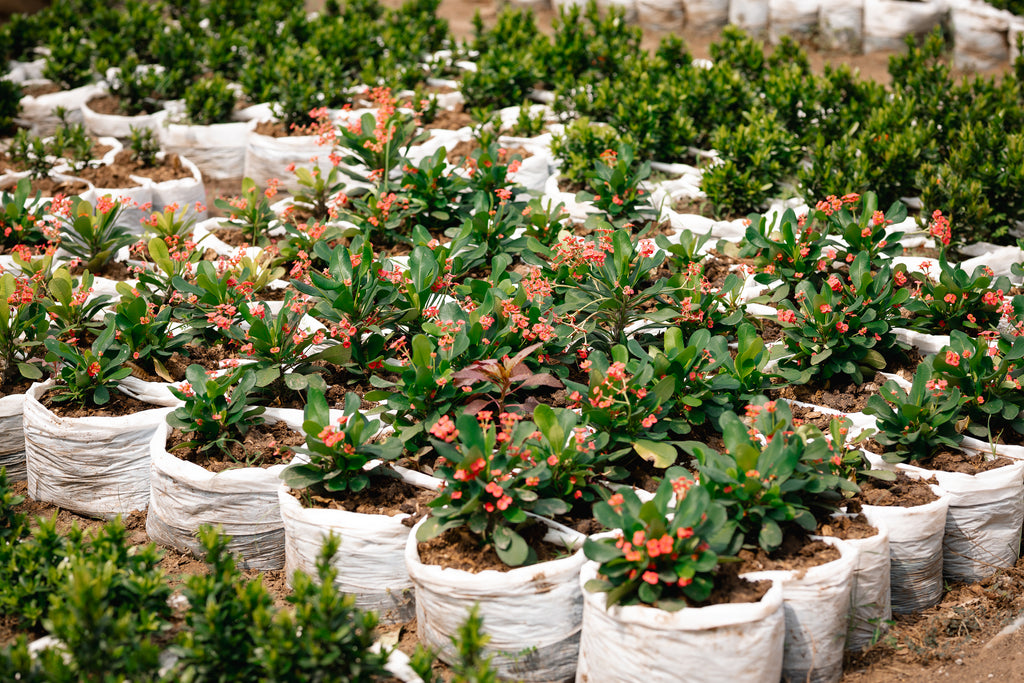 Local Crown-of-thorns - Christ Plant - Christ Thorn - Euphorbia Plant