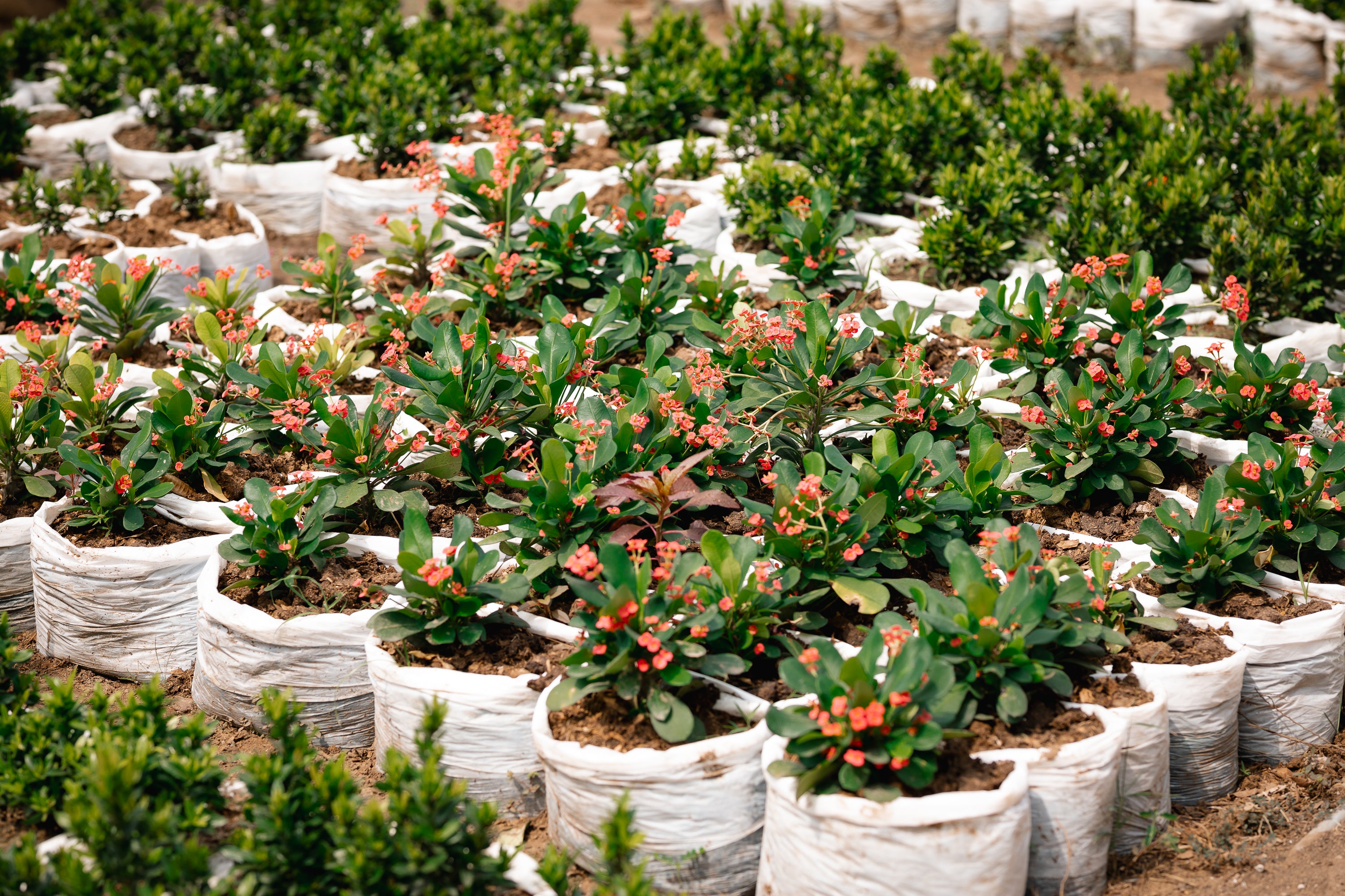 Local Crown-of-thorns - Christ Plant - Christ Thorn - Euphorbia Plant