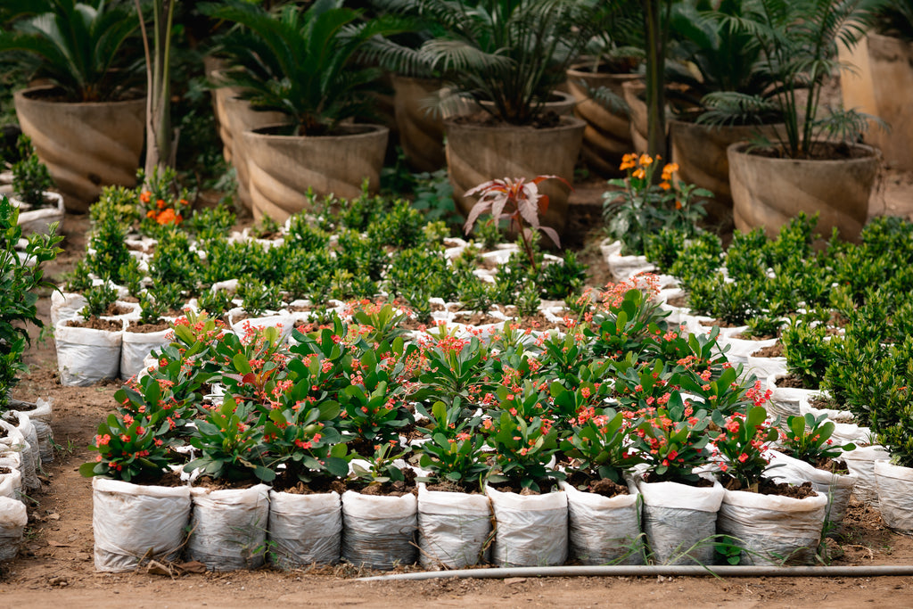Local Crown-of-thorns - Christ Plant - Christ Thorn - Euphorbia Plant