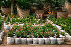 Local Crown-of-thorns - Christ Plant - Christ Thorn - Euphorbia Plant