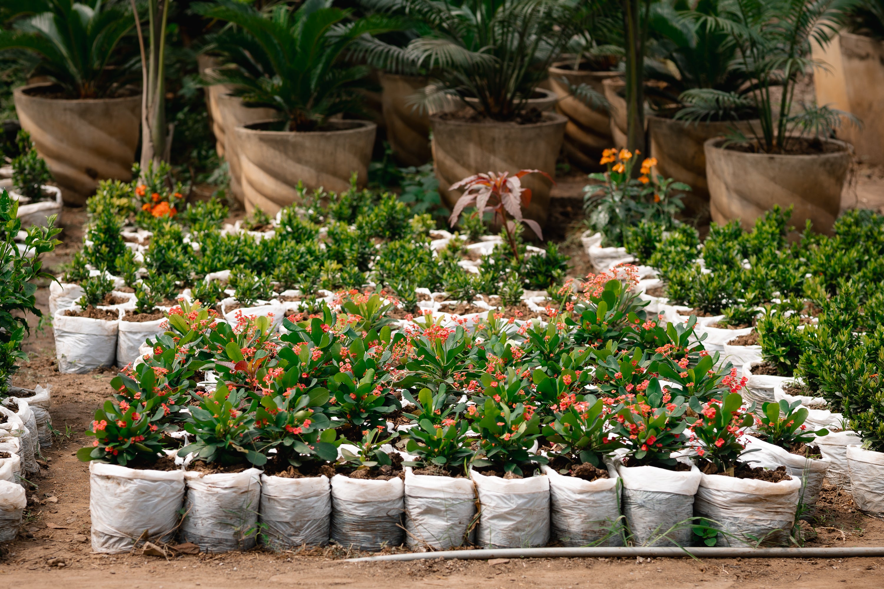 Local Crown-of-thorns - Christ Plant - Christ Thorn - Euphorbia Plant