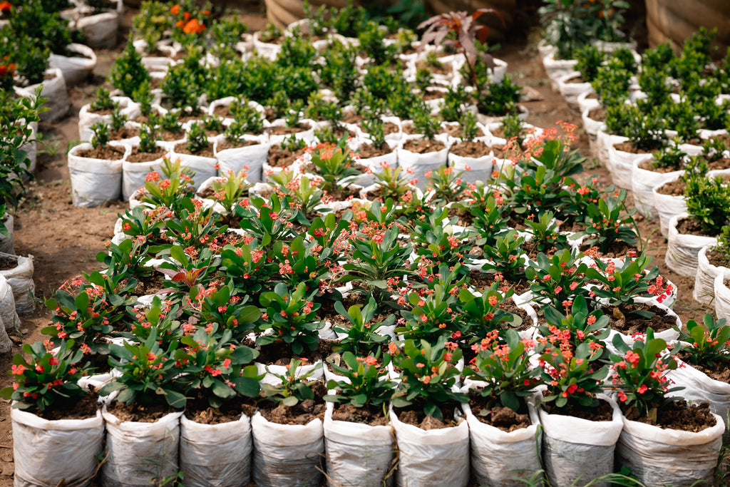 Local Crown-of-thorns - Christ Plant - Christ Thorn - Euphorbia Plant