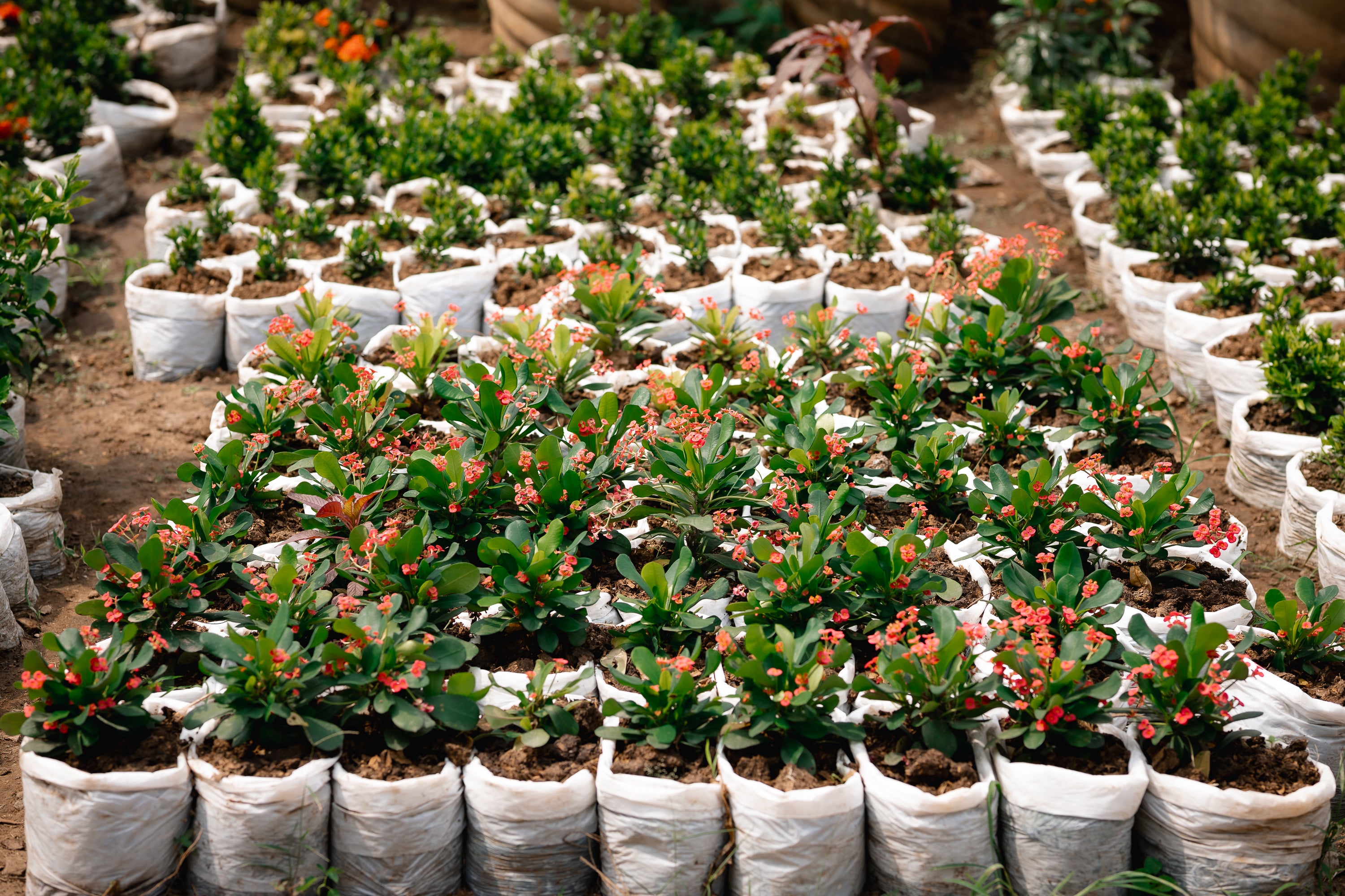 Local Crown-of-thorns - Christ Plant - Christ Thorn - Euphorbia Plant