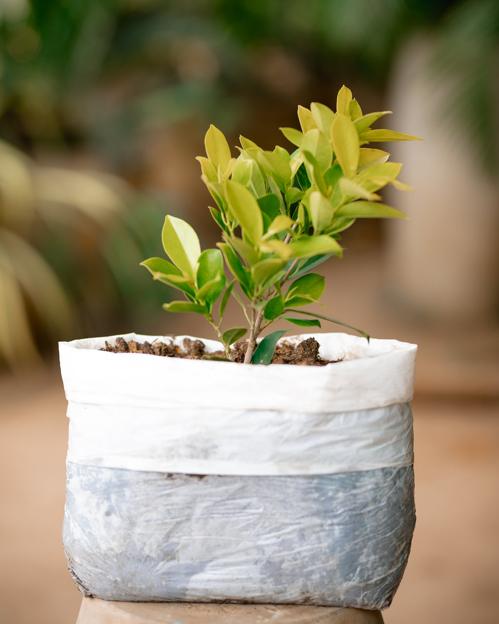 Ficus Panda - Indian Laurel Fig
