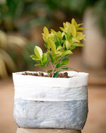 Ficus Panda - Indian Laurel Fig