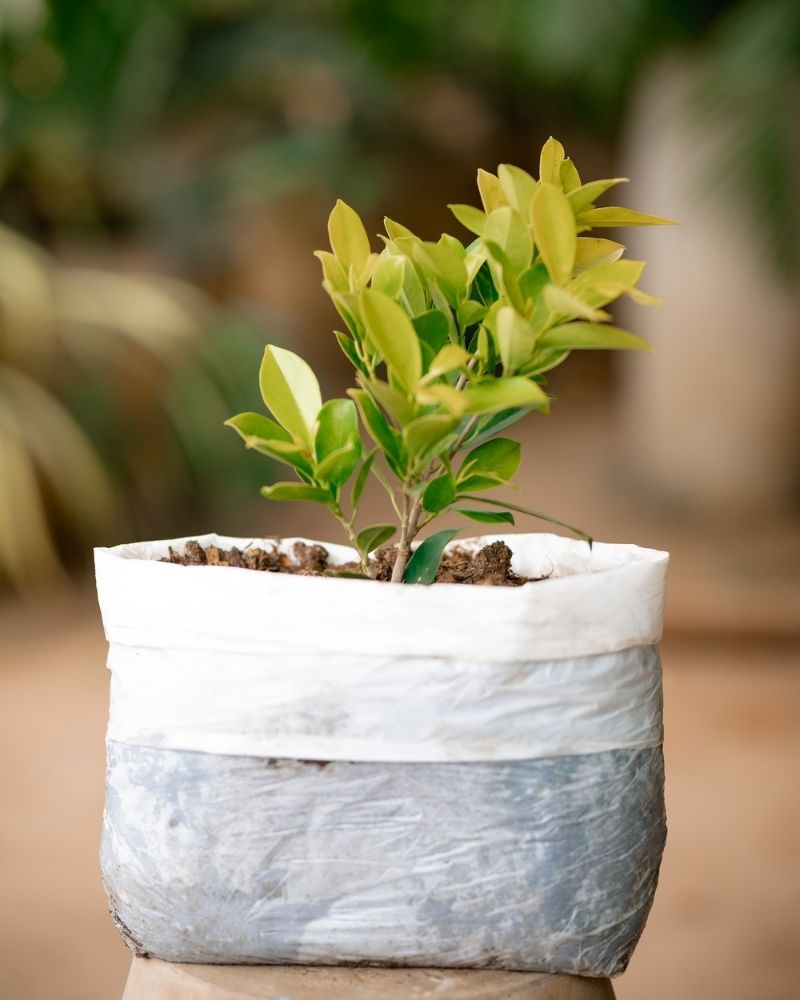Ficus Panda - Indian Laurel Fig