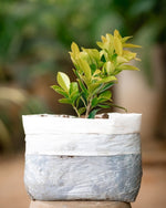 Ficus Panda - Indian Laurel Fig