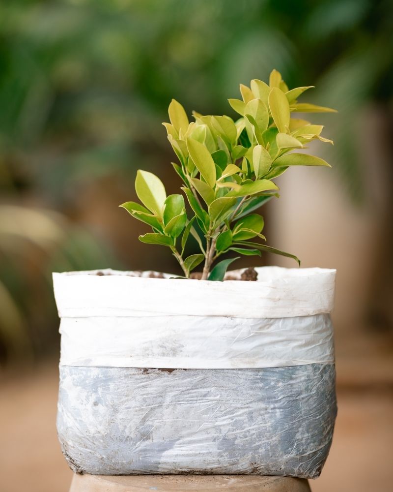 Ficus Panda - Indian Laurel Fig