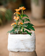 Firecracker Flower - Orange Marmalade Plant - Crossandra Plant