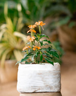 Firecracker Flower - Orange Marmalade Plant - Crossandra Plant