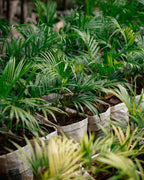 Sago Palm - King Sago Palm