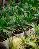 Sago Palm - King Sago Palm