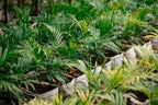 Sago Palm - King Sago Palm