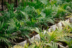 Sago Palm - King Sago Palm