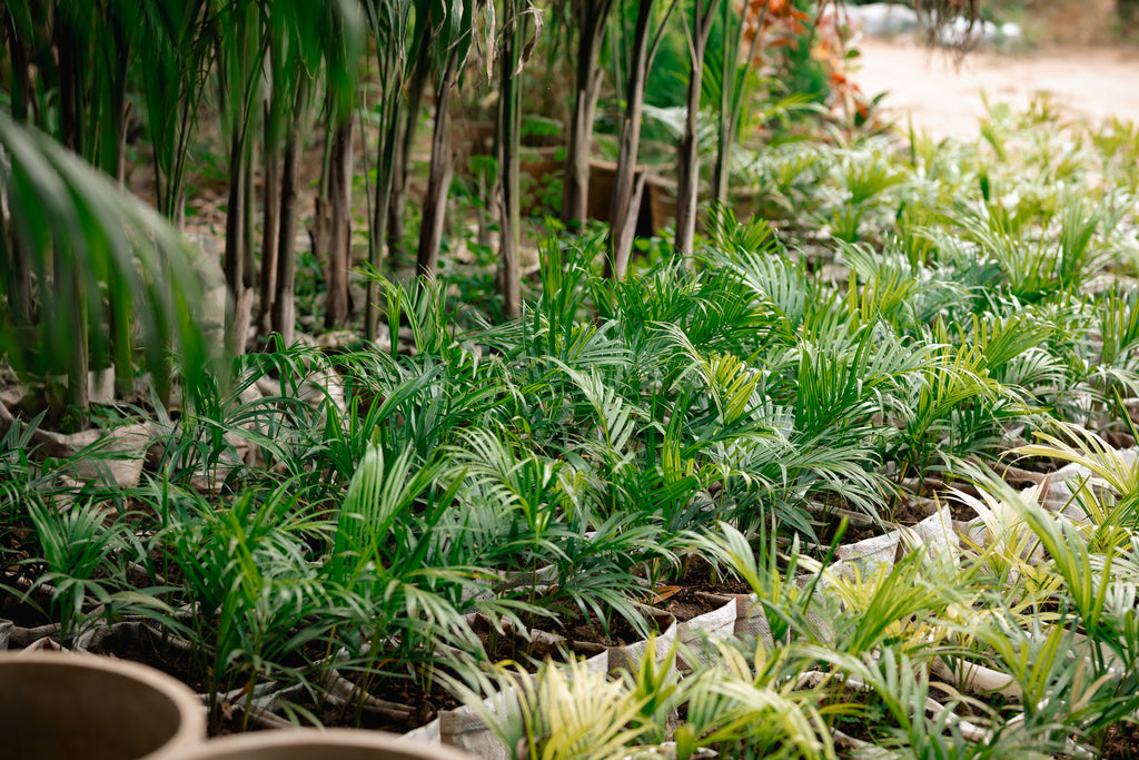 Sago Palm - King Sago Palm