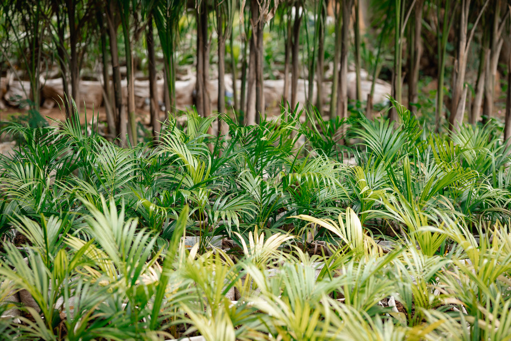 Sago Palm - King Sago Palm