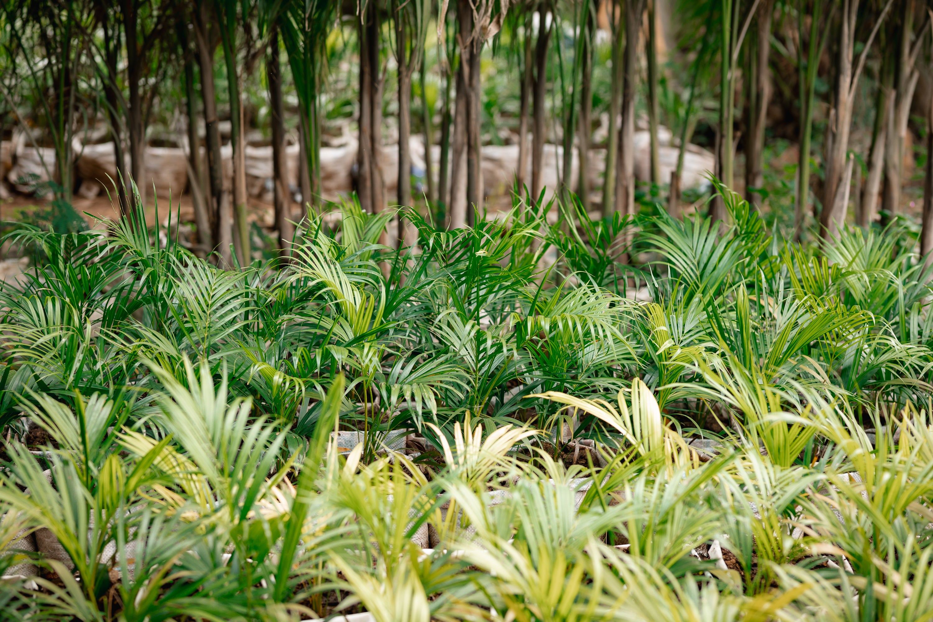 Sago Palm - King Sago Palm