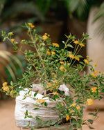 Red, Yellow & White Lantana Plants - 'Ananse Donkono'