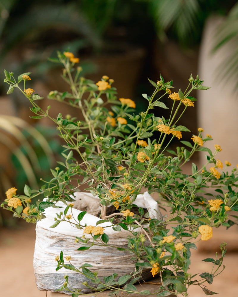 Red, Yellow & White Lantana Plants - 'Ananse Donkono'