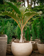 Bottle Palm -Mascarene Bottle Palm