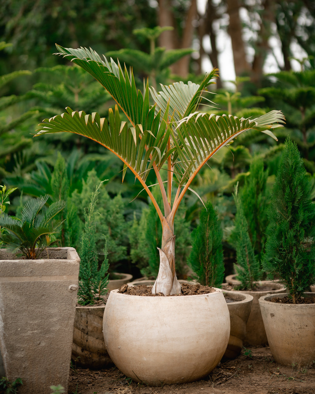 Bottle Palm -Mascarene Bottle Palm