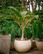 Bottle Palm -Mascarene Bottle Palm