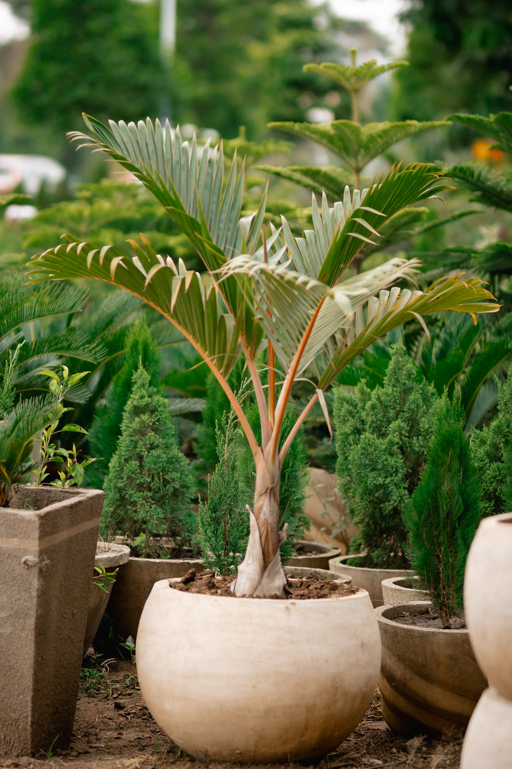 Bottle Palm -Mascarene Bottle Palm