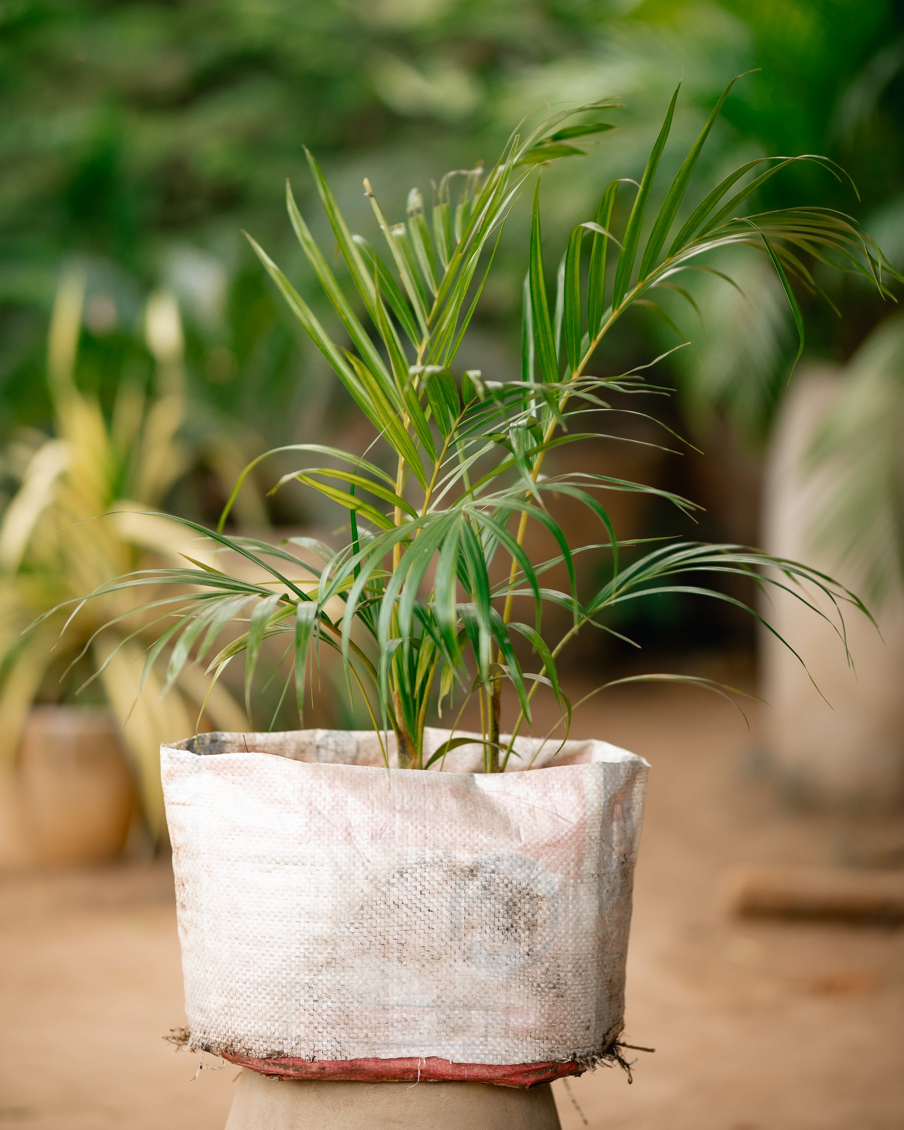 Butterfly Palm - Areca Palm - Golden Palm - Cane Palm - Yellow Palm