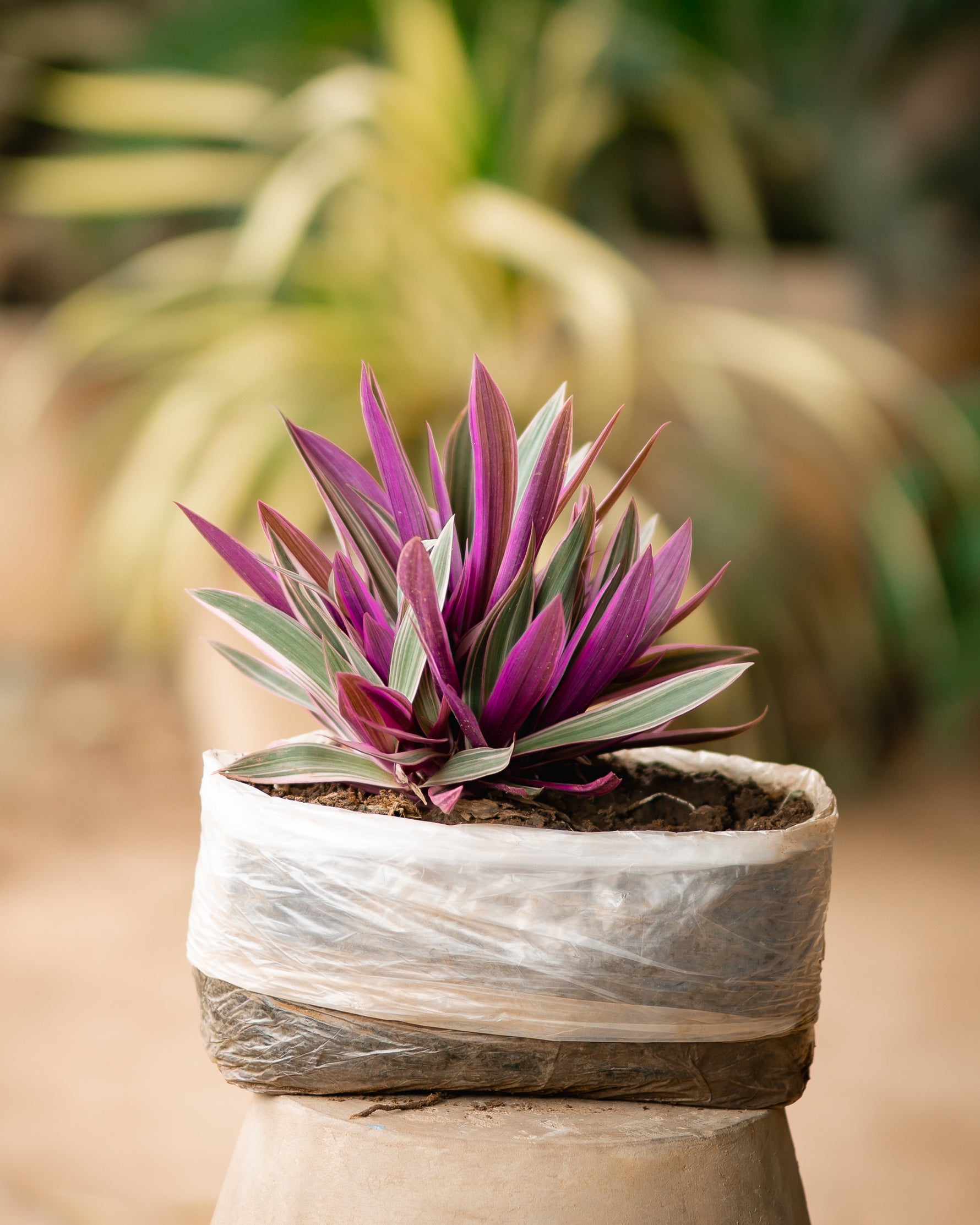 Oyster Plant - Moses-in-the-Cradle