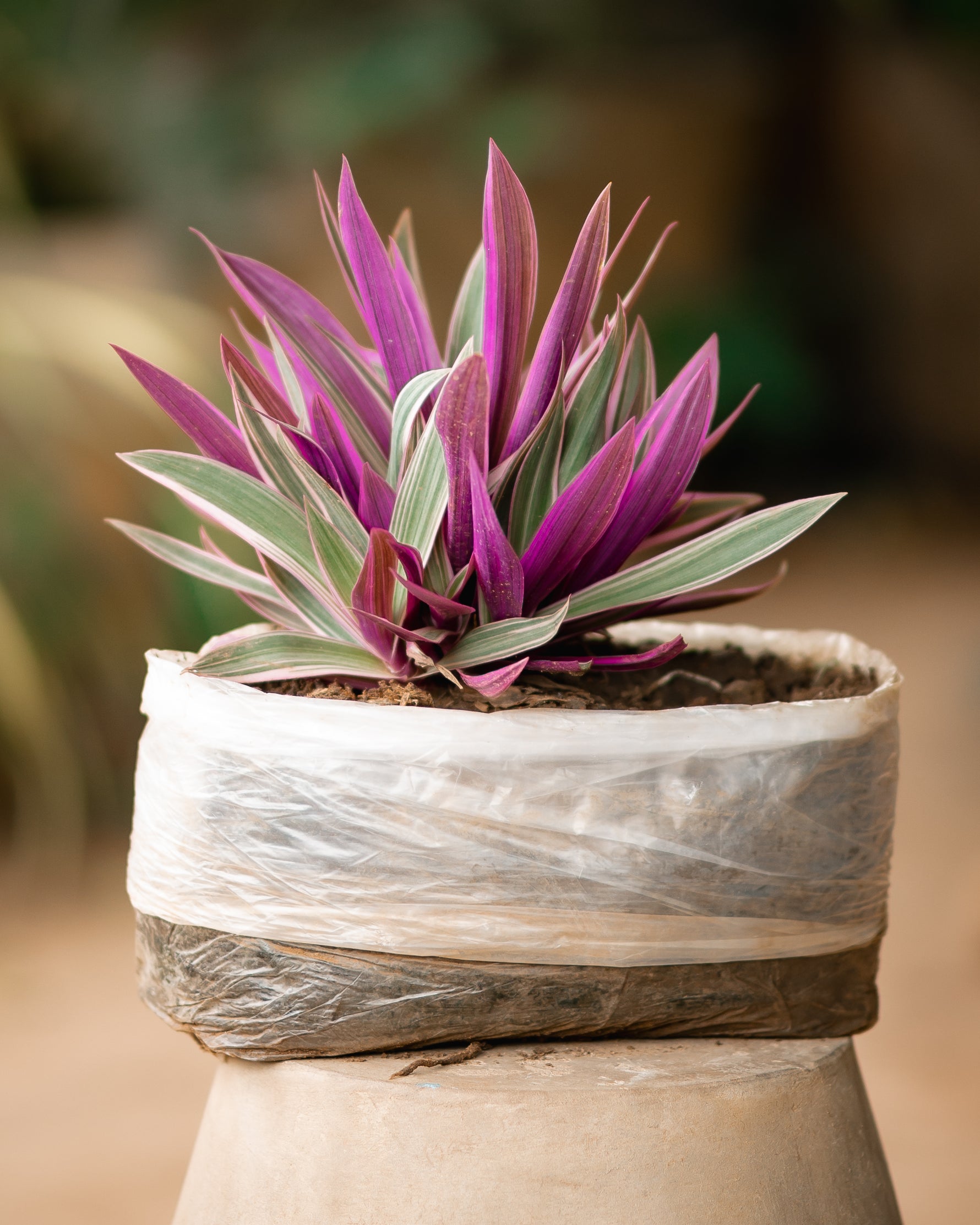 Oyster Plant - Moses-in-the-Cradle