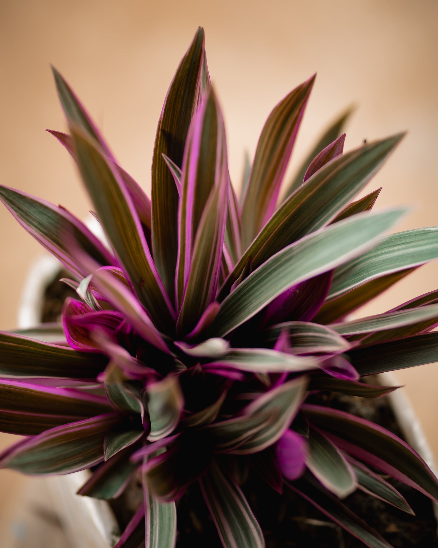 Oyster Plant - Moses-in-the-Cradle