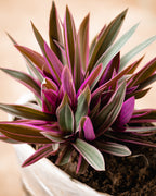 Oyster Plant - Moses-in-the-Cradle