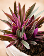 Oyster Plant - Moses-in-the-Cradle