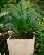 Sago Palm - King Sago Palm