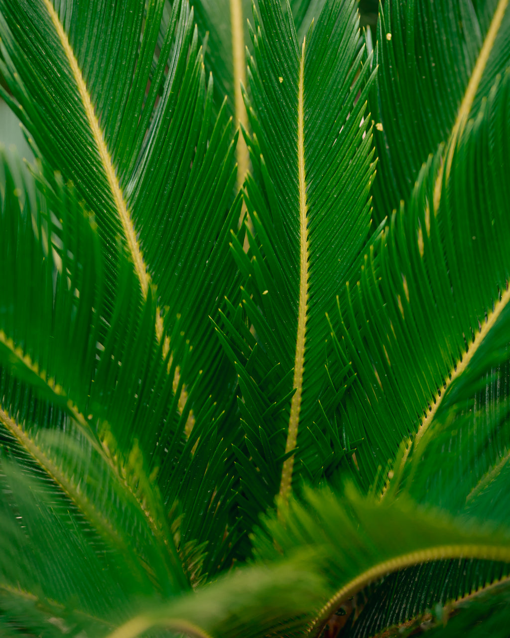 Sago Palm - King Sago Palm